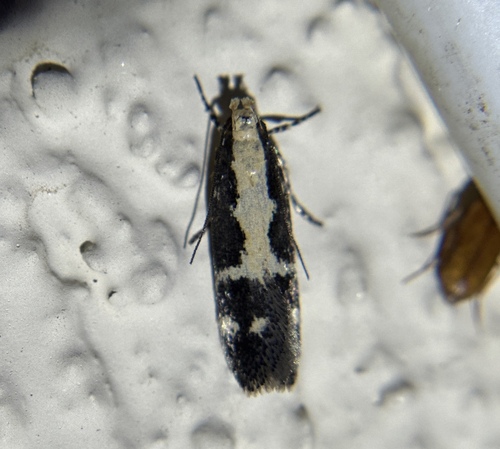 Chionodes dentella photo 5