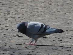 Columba livia domestica