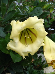 Solandra