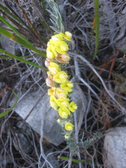 Aspalathus caledonensis