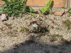 Passer domesticus