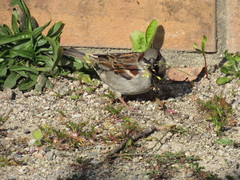 Passer domesticus