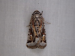 Proteuxoa florescens