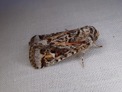 Proteuxoa florescens