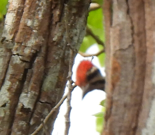 Common Flameback