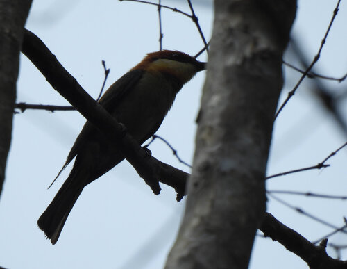 Chestnut-headed Bee-eater