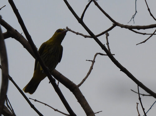 Black-naped Oriole