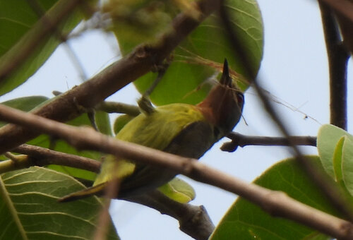 Ruby-cheeked Sunbird