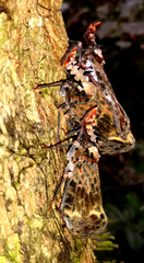 Phrictus diadema
