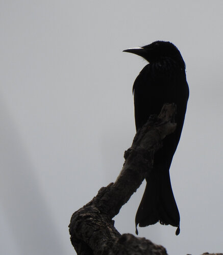 Hair-crested Drongo