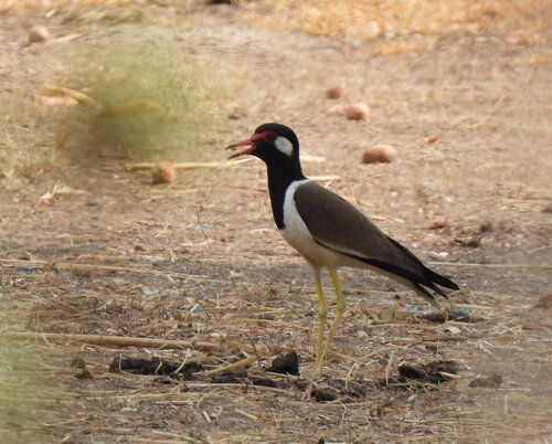 Red-wattled Lapwing