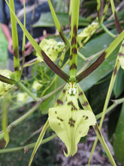 Image of Brassia gireoudiana