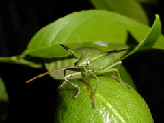 Biprorulus bibax
