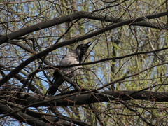 Corvus cornix