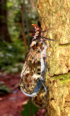 Phrictus diadema