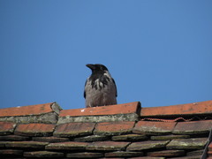 Corvus cornix