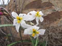 Leucocoryne appendiculata