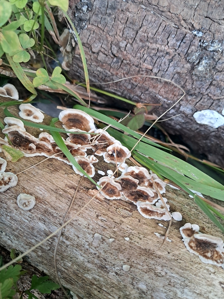 Trametes versicolor · April 2026 · photo: © plutoishere (iNaturalist, cc0)