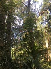 Malvaviscus penduliflorus