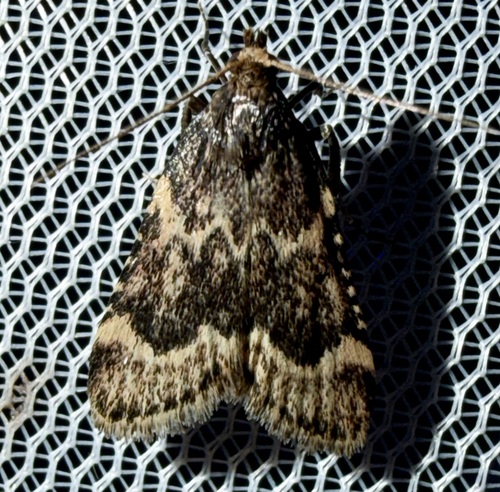 Aglossa cacamica photo 5
