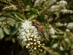 Eristalinus taeniops