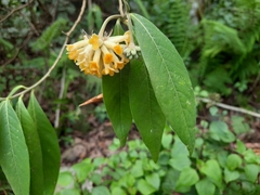 Edgeworthia gardneri