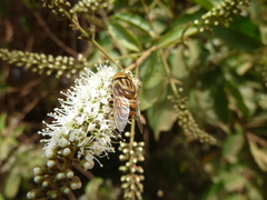 Eristalinus taeniops