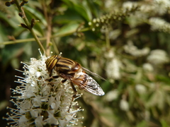 Eristalinus taeniops