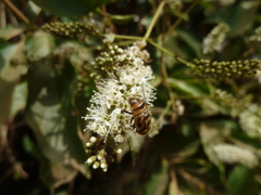 Eristalinus taeniops