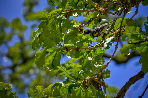 Yellow-rumped Warbler photographed in Illinois