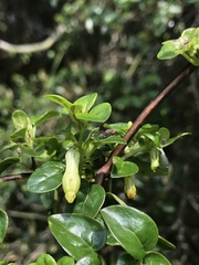 Salpichroa tristis
