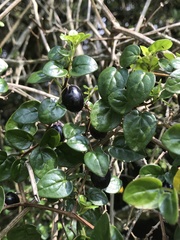 Salpichroa tristis