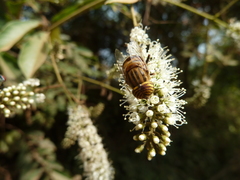 Eristalinus taeniops