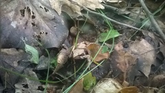 Rana latastei