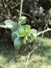 Salpichroa tristis