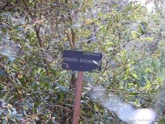 Berberis bergmanniae