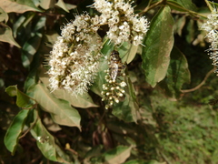 Eristalinus taeniops