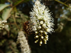 Eristalinus taeniops