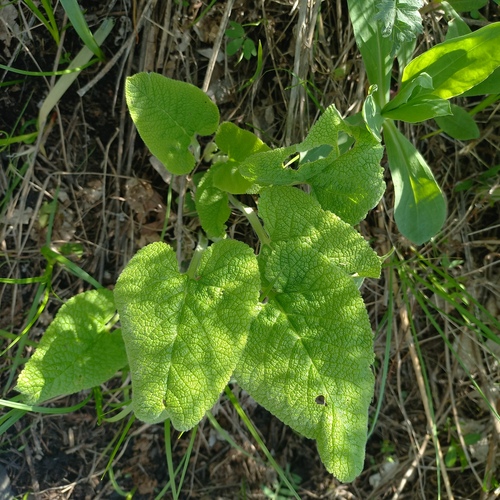 Betonica betoniciflora, photograph 6