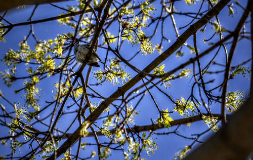 Cerulean Warbler (Setophaga cerulea), photo 7