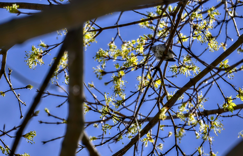 Cerulean Warbler (Setophaga cerulea), photo 8