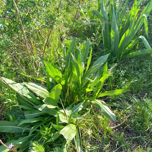 Dipsacus dipsacoides (Dipsacus dipsacoides)