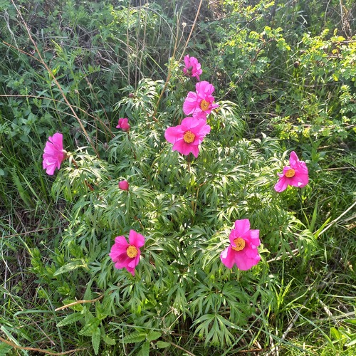 Paeonia intermedia, photograph 6