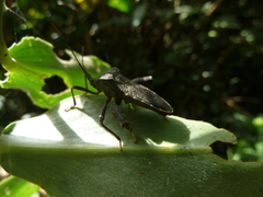 Heteroptera