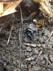 Sphaeroderus
