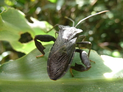 Heteroptera