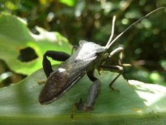 Heteroptera
