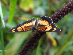 Junonia sophia sophia