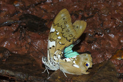 Prepona pylene eugenes