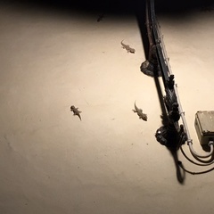 Tarentola mauritanica